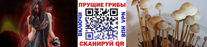 Галлюциногенные грибы прущие грибы  Новопавловск 